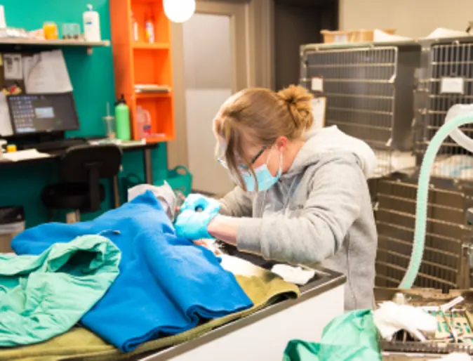 Veterinarian performing surgery on a small dog patient at The Valley Veterinary Hospital